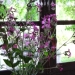 Fleurs des champs