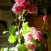 Roses du jardin