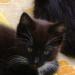 Pepper, le fils de Mitaine