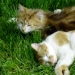Peluche et Caresse