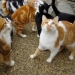 Chats