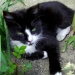 Mitaine (Chatte de Poche)
