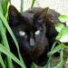 MiniCat