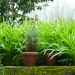 Un ancien jardin
