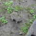 Un petit habitant du jardin