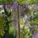 Glycine matinale